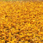 rudens-1