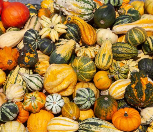 Konsultācijas audzēkņu uzņemšanai